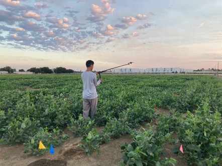 Kaz Uyehara standing in a bean field with a selfie stick and camera
