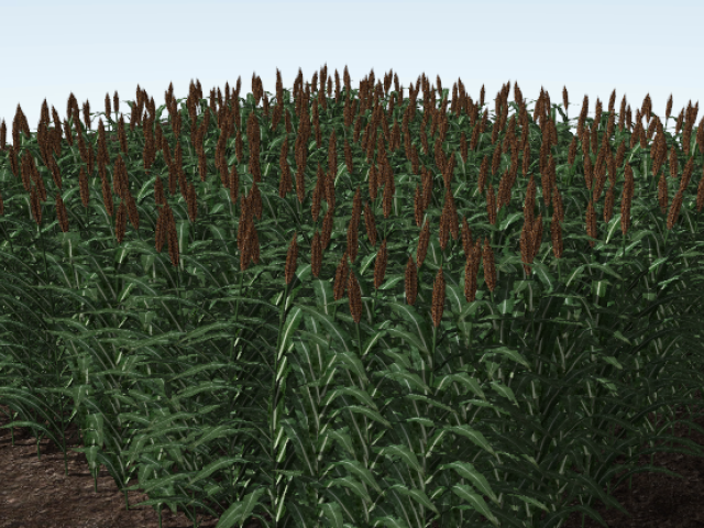 3D Sorghum Canopy