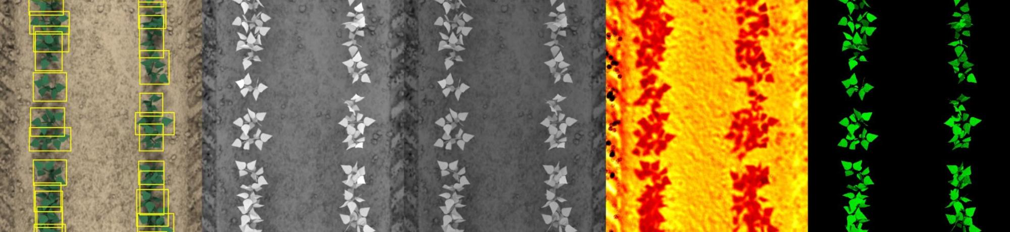 Bean Synthetic Simulation