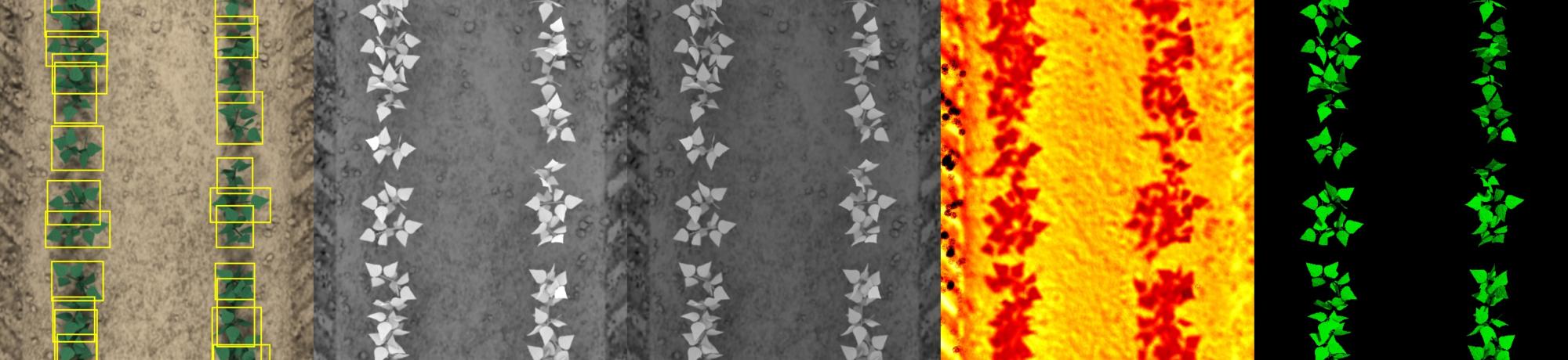 Bean Synthetic Simulation